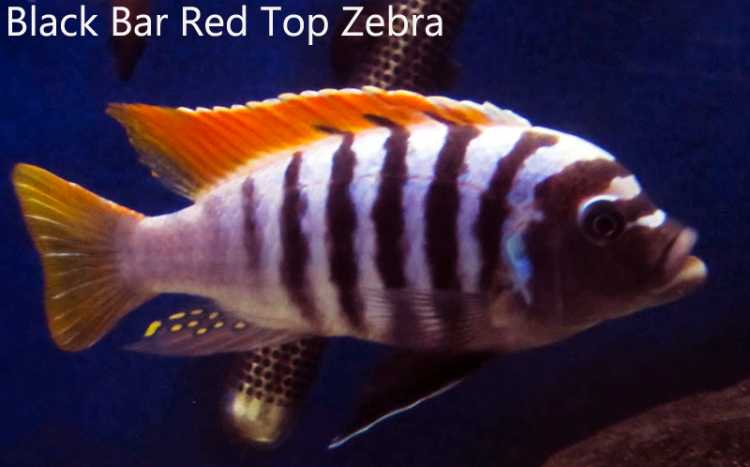 Black Bar Red Top Zebra......great African Cichlid