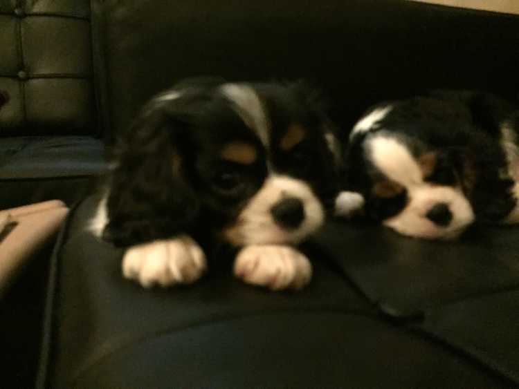 Pure Cavalier King Charles Puppy Available