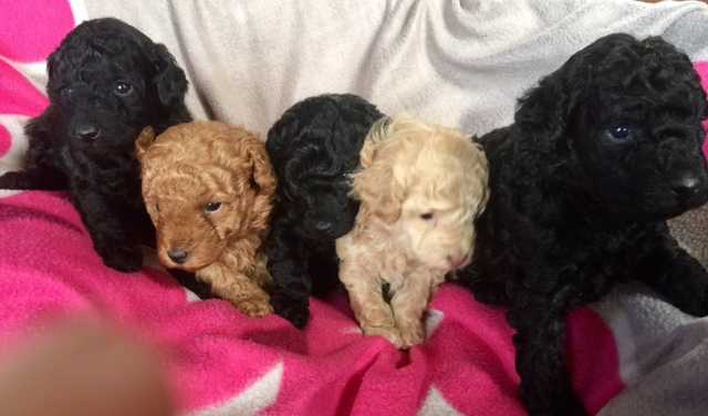 Gorgeous Pedigree Toy Poodle Puppies