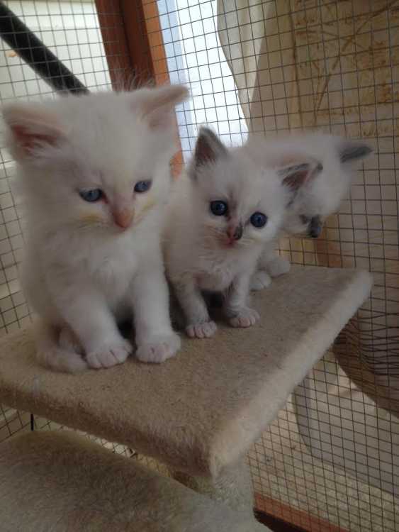 beautiful ragdoll kittens 