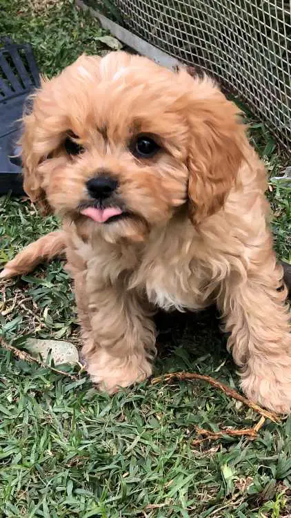 Stunning Cavoodle Pup