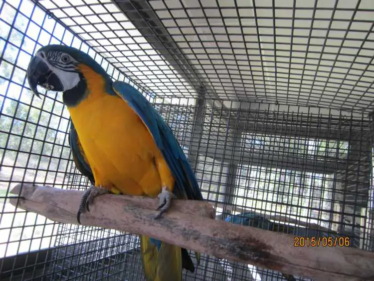 Mature Blue and Gold Macaw Hen