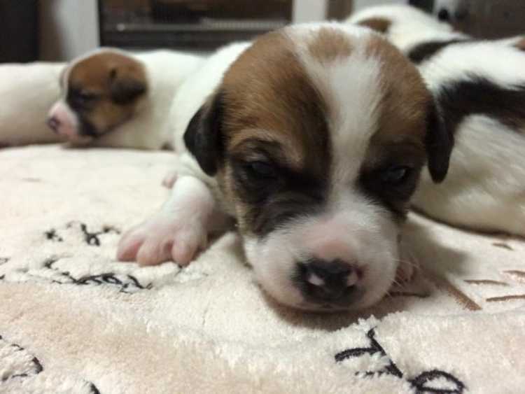 pure bred jack russell pups