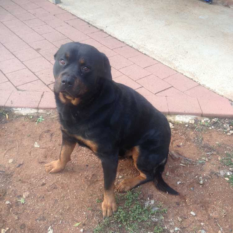 Purebred with papers - Male Rottweiler