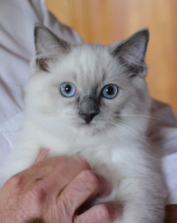 Purebred Ragdolls Kittens - Brother and Sister