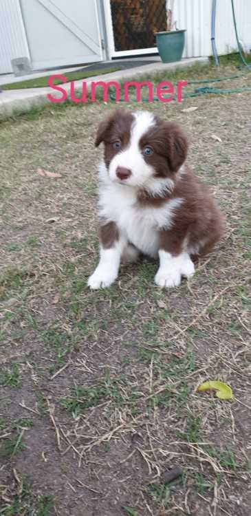 Pure Breed Border Collie Pups for sale