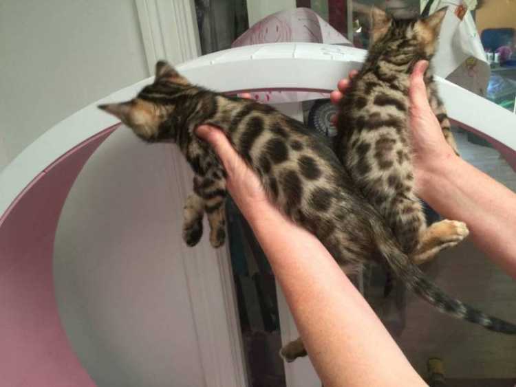 Bengal Kittens Brown spotted