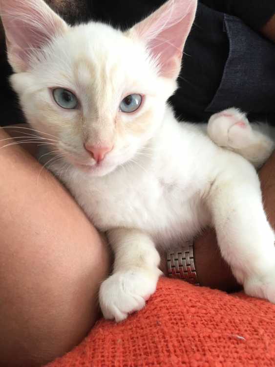 Beautiful Ragdoll White 5month Kitten