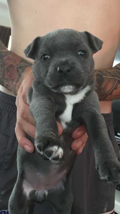 Blue EnglishStaffy Pup For Sale 