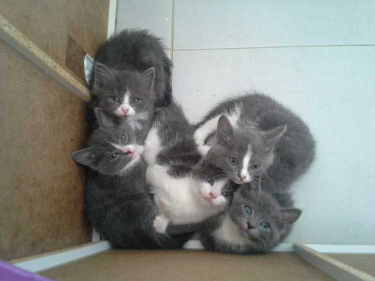 Part-Persian kittens 6 weeks old. ONLY 3 LEFT