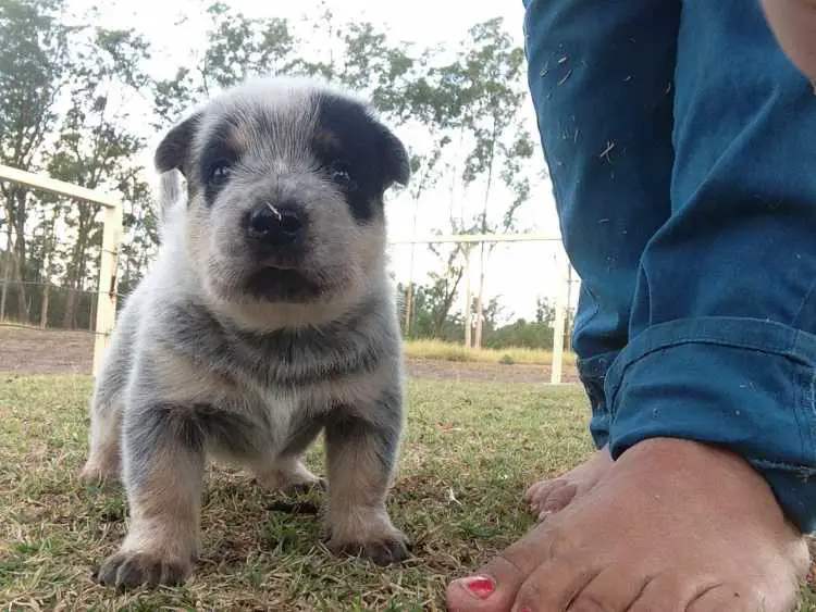 Pure Bred Cattle Dog Pups 