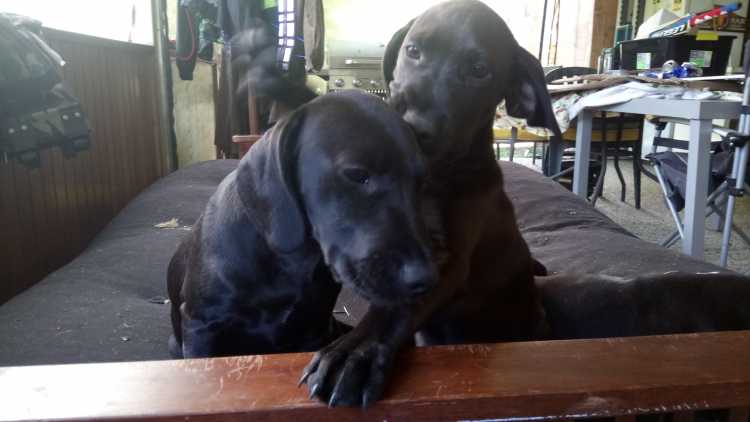 Staffy cross Great Dane puppies for sale