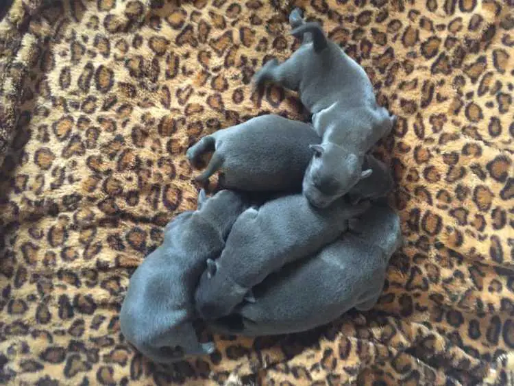 Pure Bred English Staffy Puppies