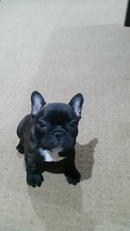 French Bulldog Puppy - Purebred (with papers)