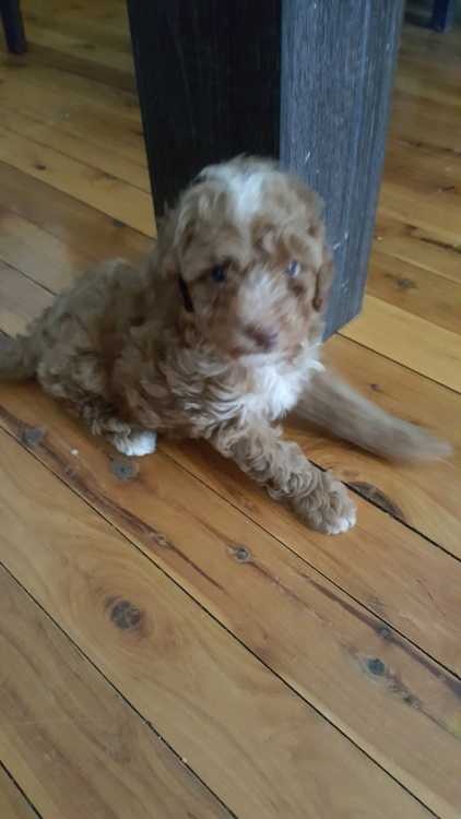 Red Male toy poodle available 17.02.2018