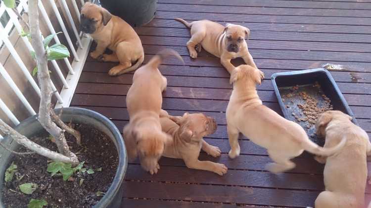 French mastiff x pups for sale 