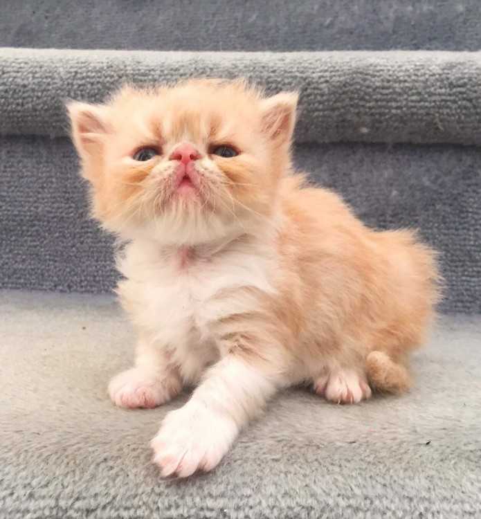 Adorable Teddy Bear Exotic and Persian Kittens