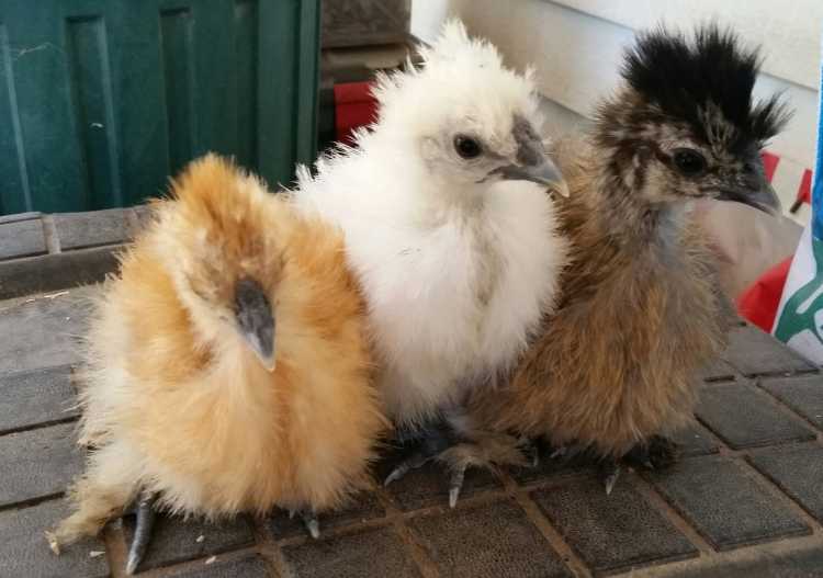 Chickens, chicks for sale.