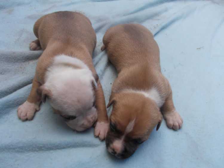 PURE BRED AMERICAN STAFFY PUPPIES 