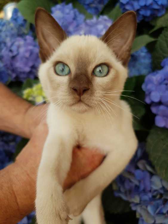 Tonkinese Kittens - pedigree with papers
