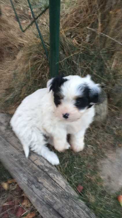 Cavoodle x Jack Russell Puppy