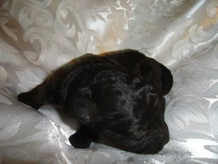 TOY POODLE PUPS BLACK MALE AND FEMALE