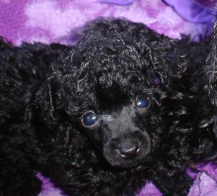 purebred toy poodles cute to boot