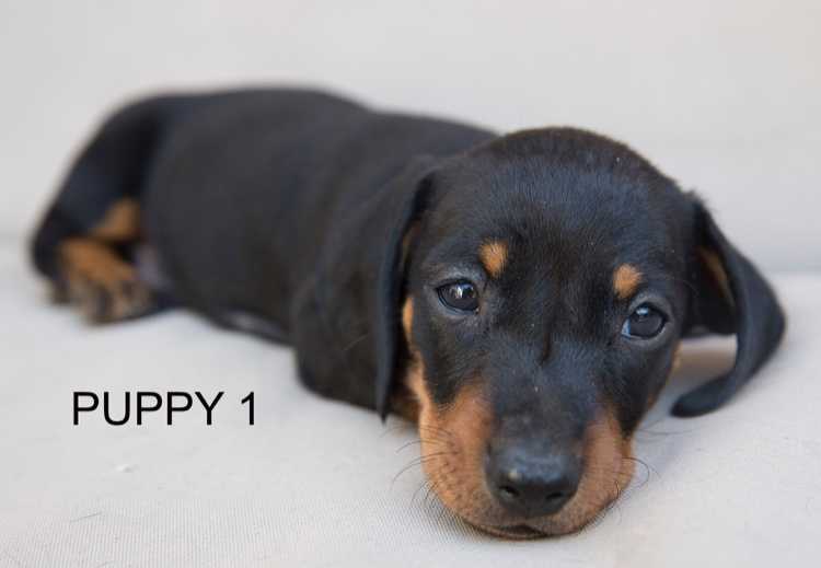 Miniature Daschund Dogs Puppies Pets Please