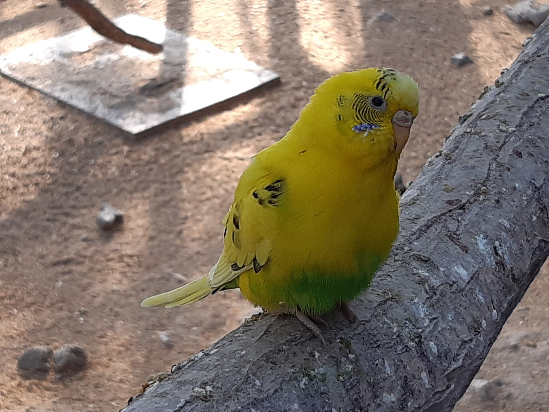 A green and yellow budgerigar perched inside a spacious indoor cage