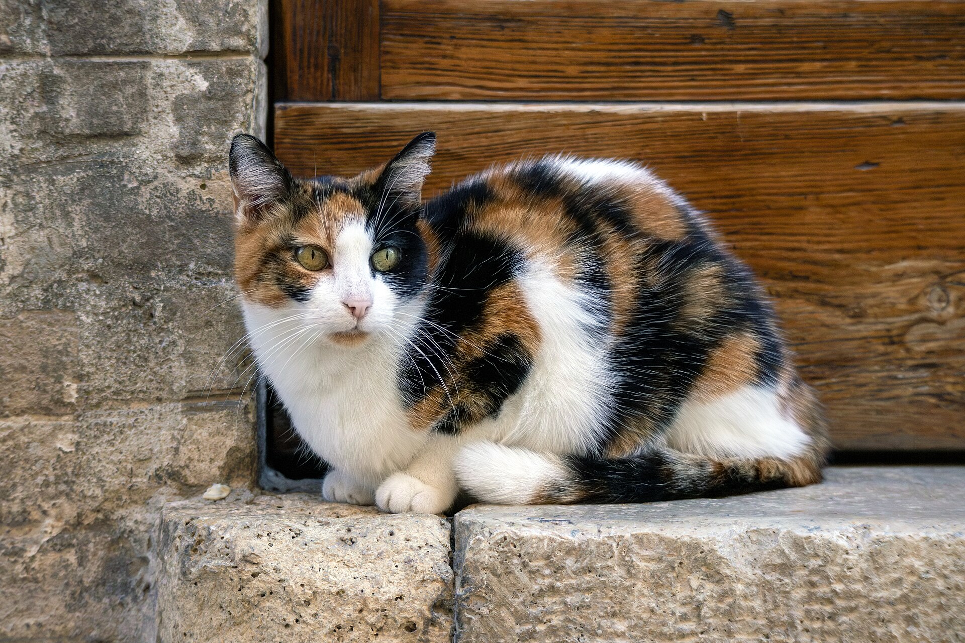 A relaxed indoor cat resting after routine veterinary care at home