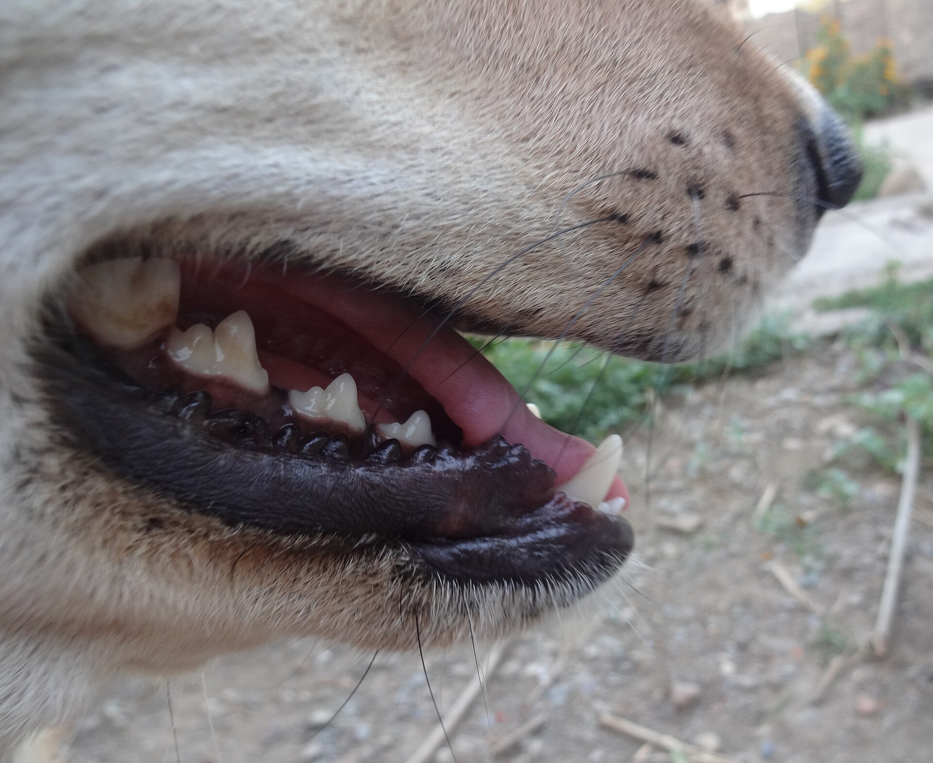 A calm adult dog having its teeth gently inspected by an owner at home