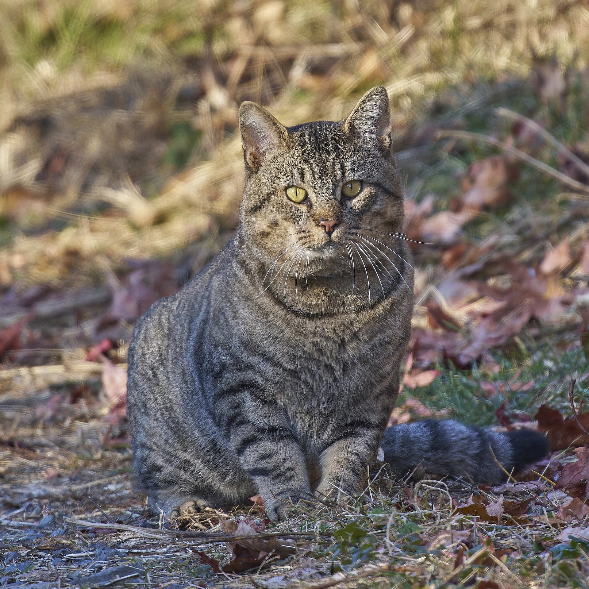 A cat sitting inside a securely screened outdoor enclosure beside native garden plants