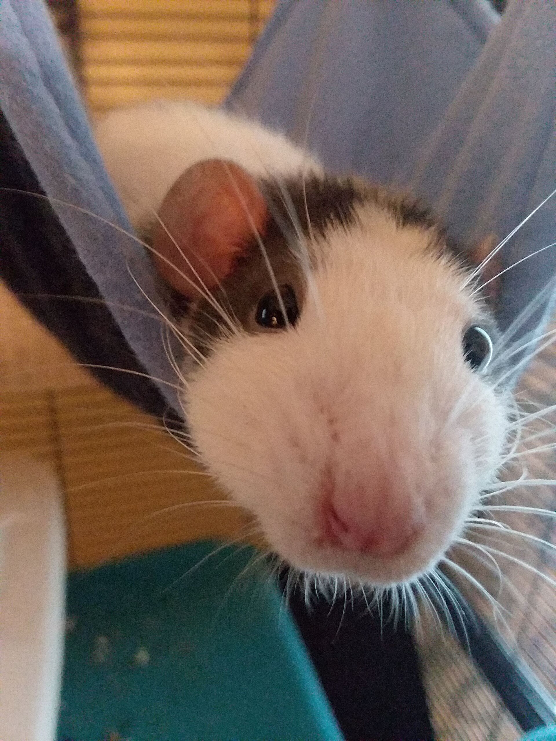 Two hooded pet rats exploring a multi-level indoor cage