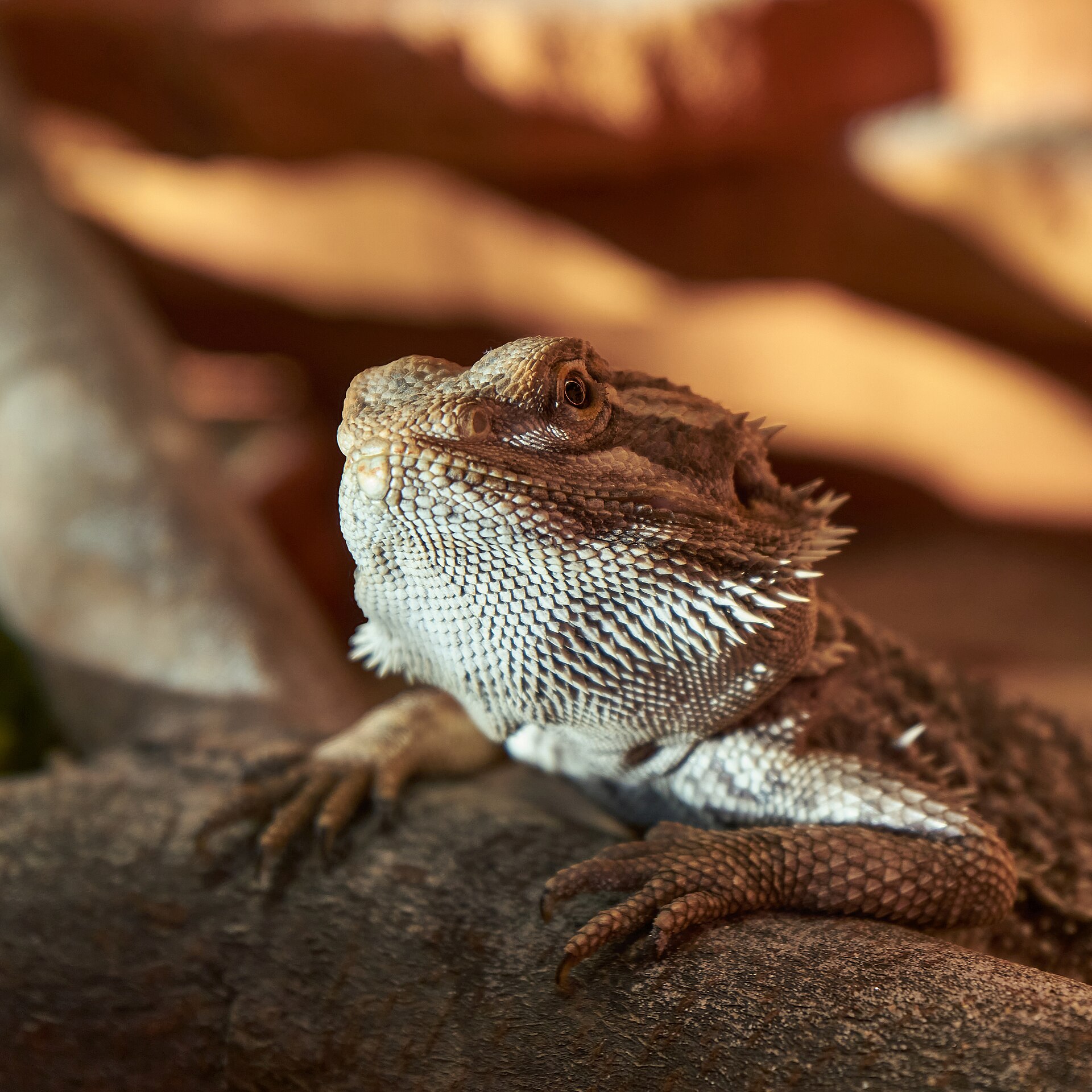 A central bearded dragon basking on a rock under a guarded heat lamp