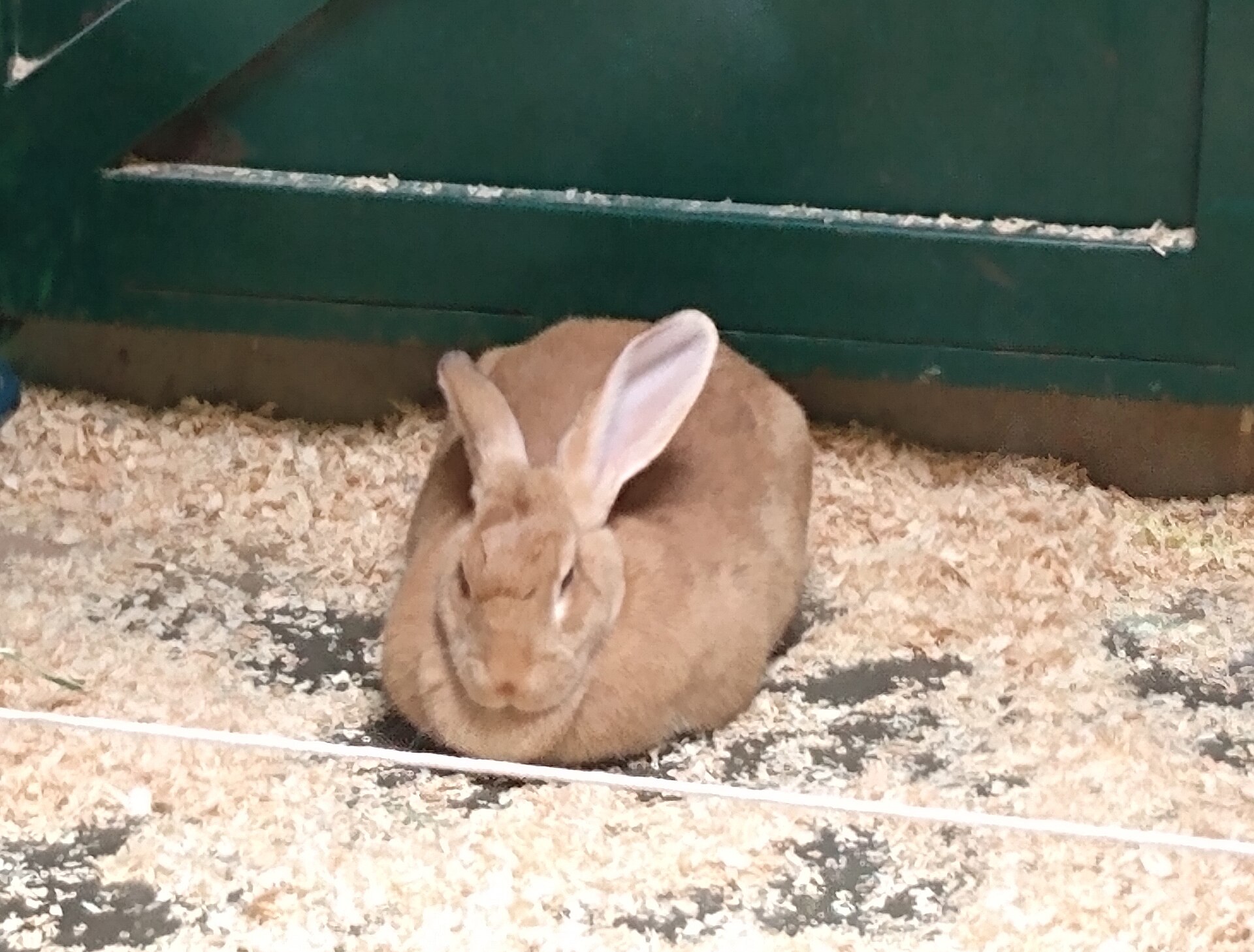 A domestic rabbit sitting on grass in filtered shade