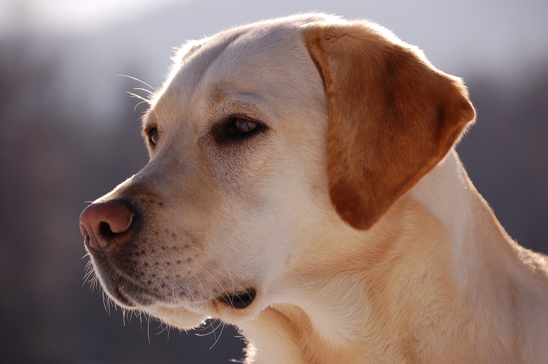 Portrait of a Labrador Retriever, a breed often seen as a calm workplace companion