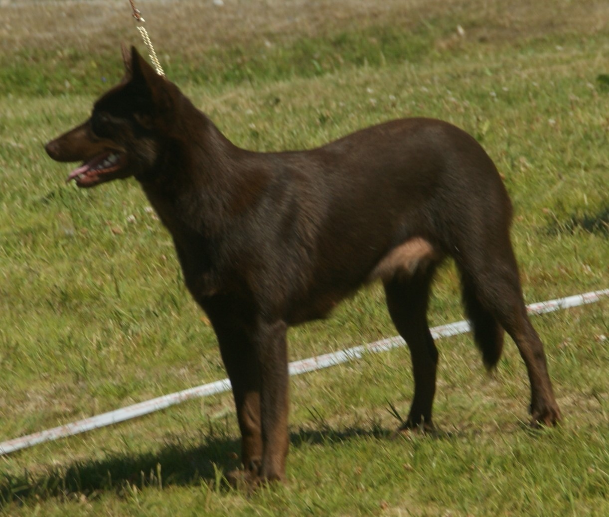 A person reviewing dog identification paperwork at a kitchen table