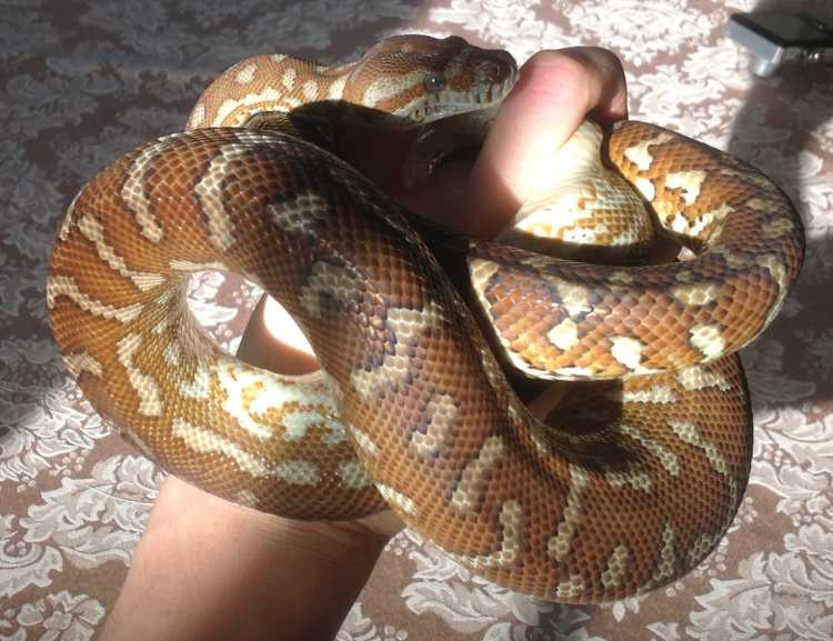 Bredli Python (female, 3 years old)