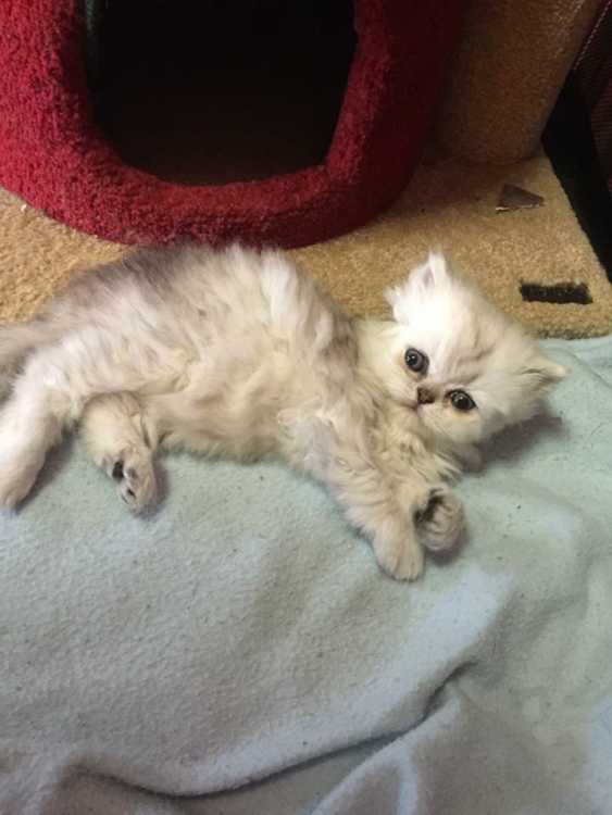 Chinchilla Persian kitten for sale - Cats & Kittens - Pets Please