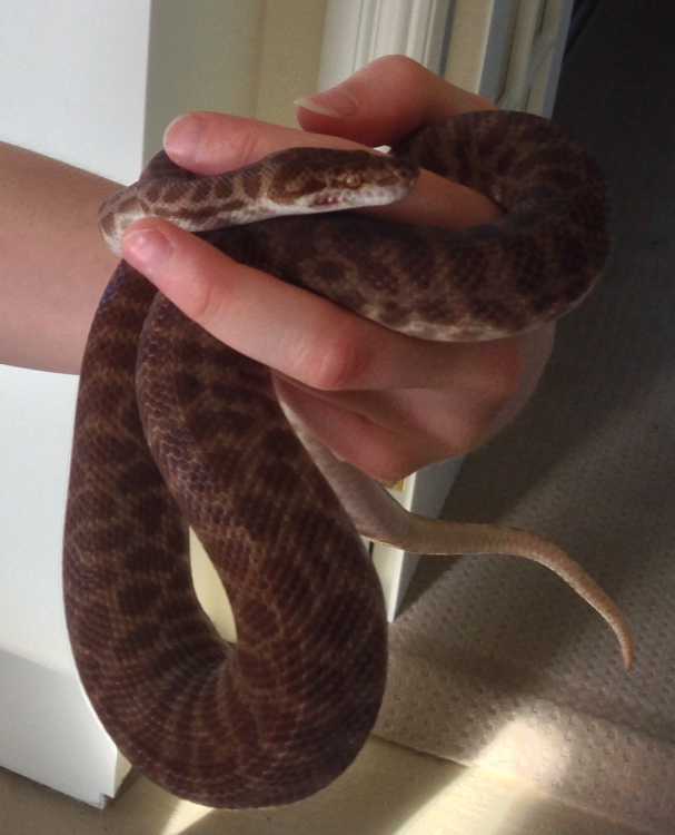Stimson&#039;s Python (male, 3 years old)