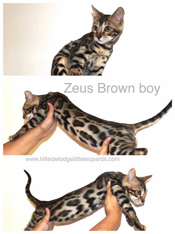 Beautiful Brown Bengal Kittens Purebred Pedigree