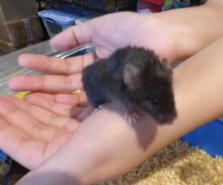 Beautiful friendly Hand Reared Fancy Female Mice