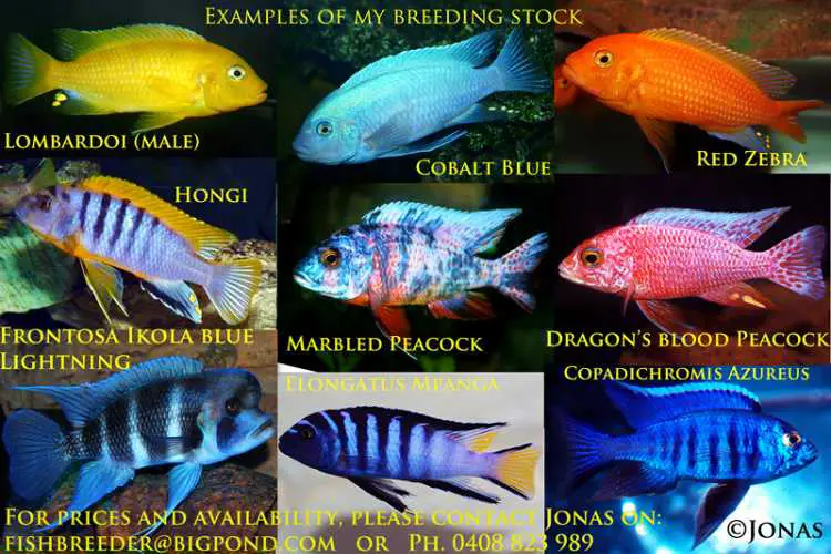 African Cichlids.........20+ colourful types.