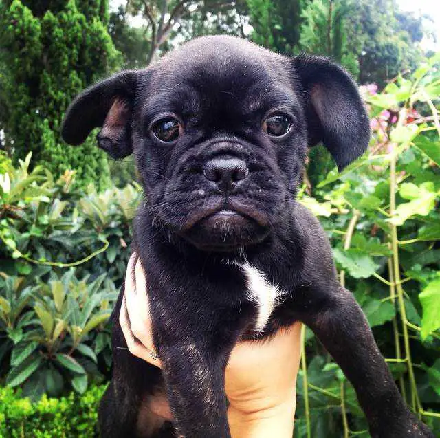 French Bulldog x Pug (Frug) Puppies - Dogs & Puppies - Pets Please