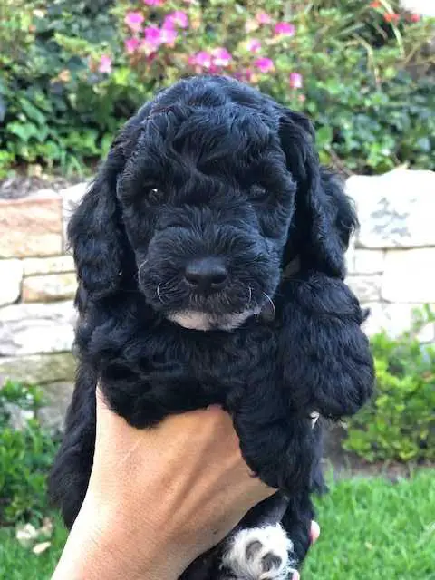 Groodle puppies (medium) - Dogs & Puppies - Pets Please