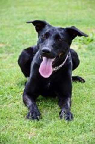 Female Kelpie 1 year old 