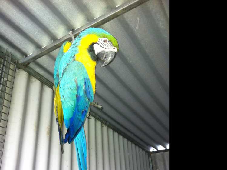 Blue &amp; Gold Macaw Female.