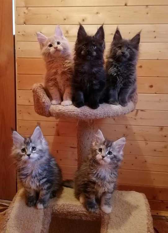Purebred registered Maine Coon kittens. $1,100.00