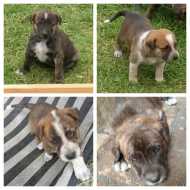 Gorgeous Mastiff x Cattle Dog Puppies - Dogs & Puppies - Pets Please