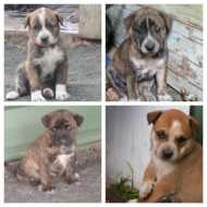 Gorgeous Mastiff x Cattle Dog Puppies - Dogs & Puppies - Pets Please